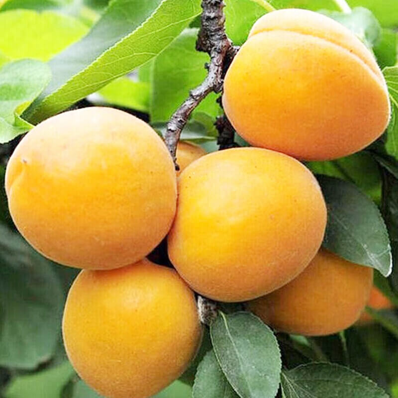 泽鲜达陕西大黄杏新鲜孕妇水果当季时令鲜果杏杏子 净重2斤
