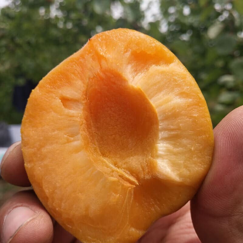 泽鲜达陕西大黄杏新鲜孕妇水果当季时令鲜果杏杏子 净重2斤